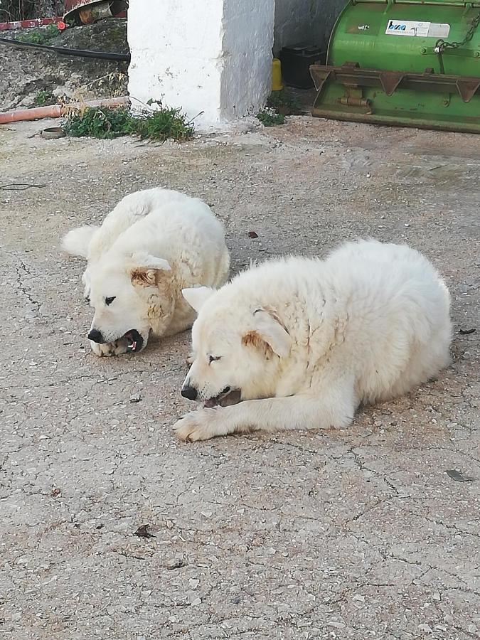 Masseria Ricci Fasano Bagian luar foto