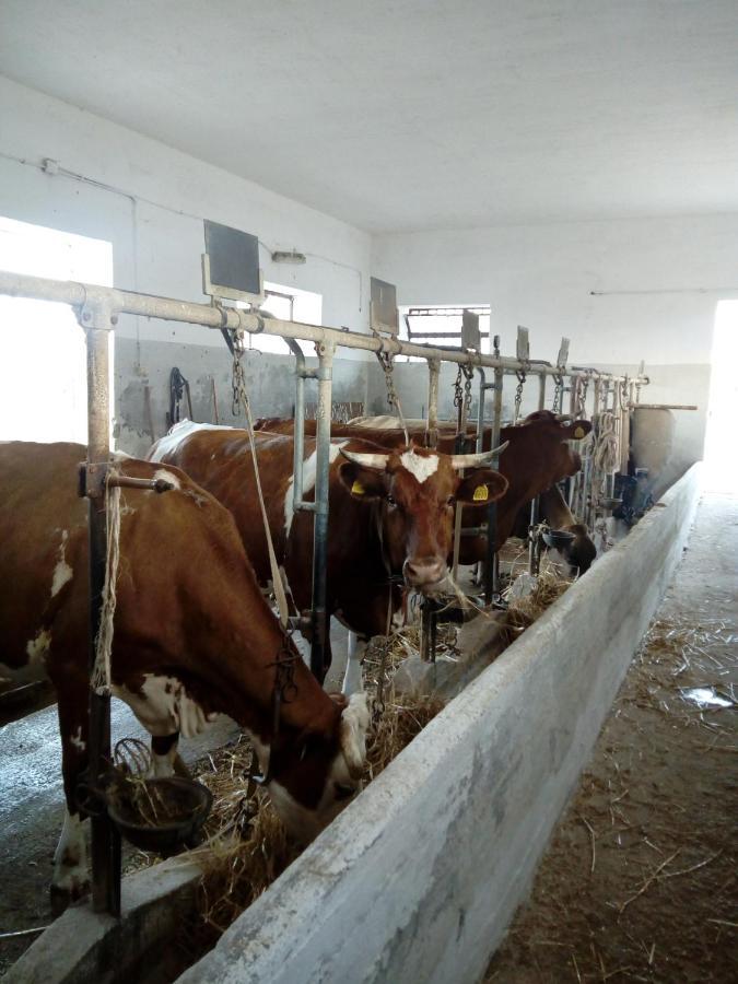 Masseria Ricci Fasano Bagian luar foto
